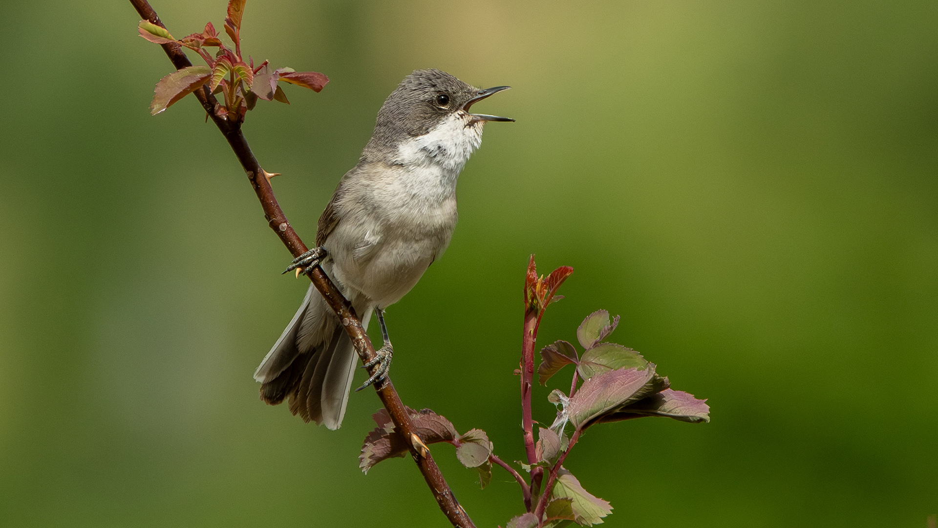Lesser Whitethroat